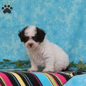 Max, Toy Poodle Puppy